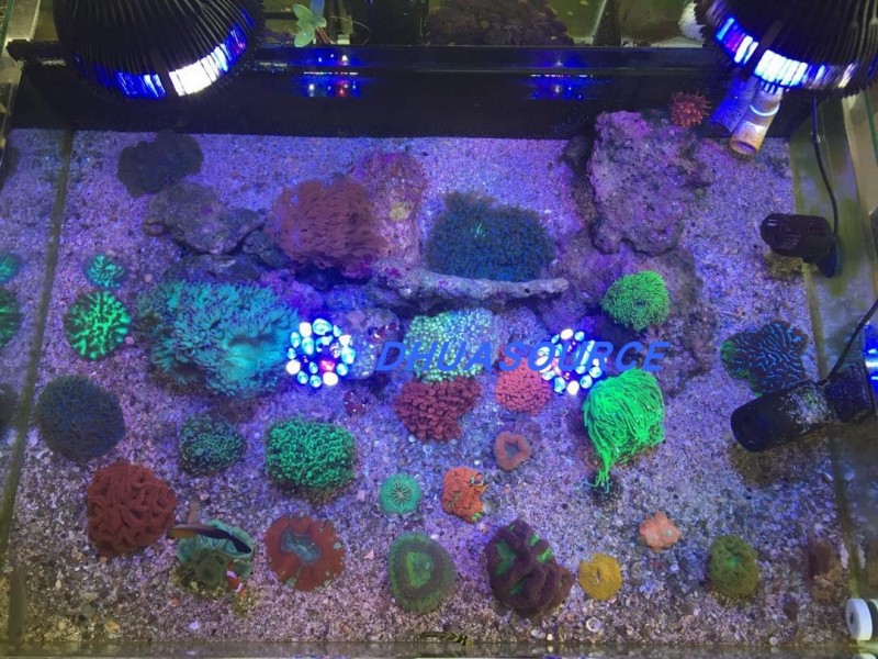 Full specturm LED Aquarium Ree - Marine Aquarium Led Lights บทวิจารณ์และราคา