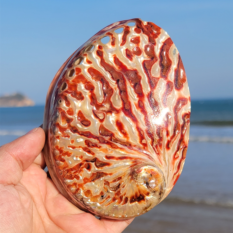 Home Decoration Red Pattern Ab - Marine Aquarium Decorations บทวิจารณ์และราคา