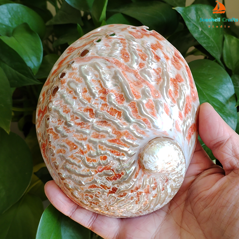 Home Decoration Red Pattern Ab - Marine Aquarium Decorations บทวิจารณ์และราคา