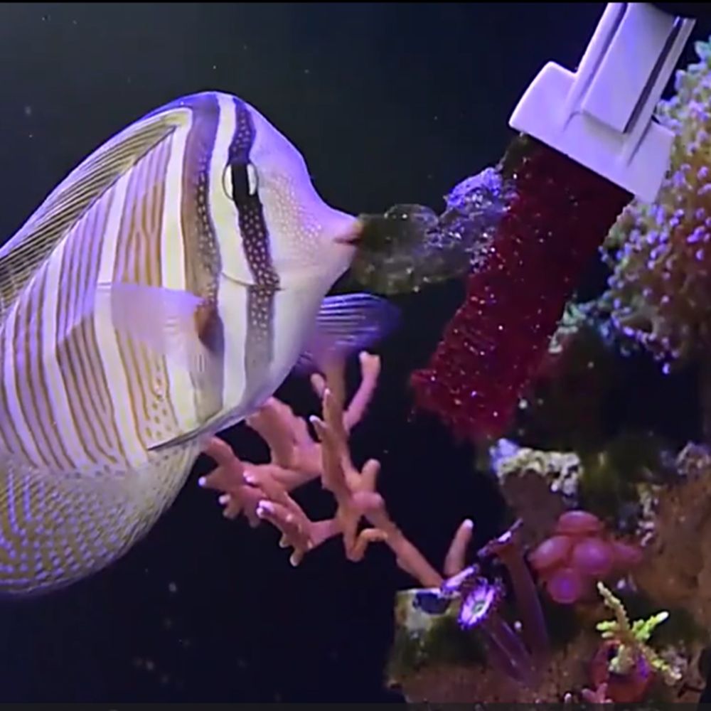Magnetic Fish Tank Seaweed Veg - Aquarium Marine Services บทวิจารณ์และราคา